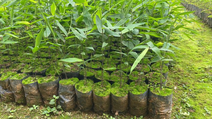 trồng cây lá giang xuất khẩu