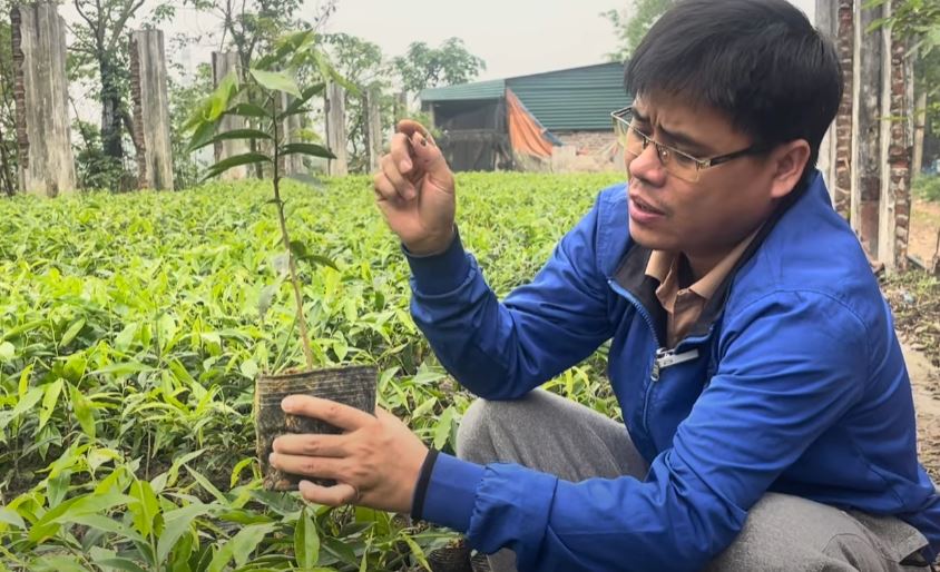 Cây Kỳ Nam Thức Sinh