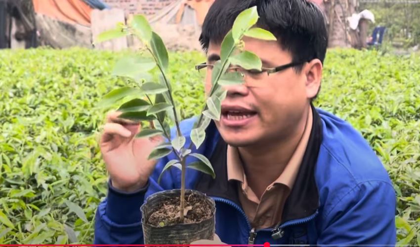 Cây Giống Kỳ Nam Hạt