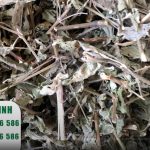 Cây cỏ xước chữa sỏi thận có tốt không? Đối tượng nào có thể sử dụng?
