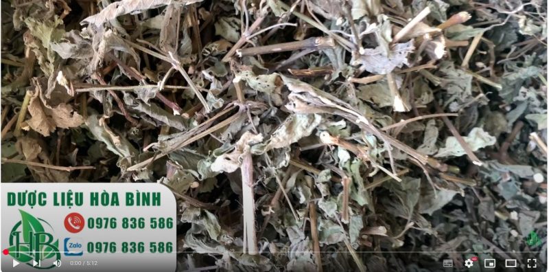 Cây cỏ xước chữa sỏi thận có tốt không?