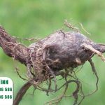 Những tác hại và lưu ý khi dùng cỏ gấu (hương phụ)