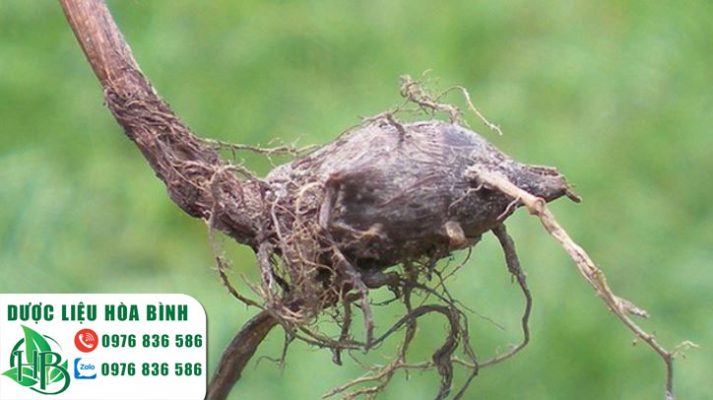 Những tác hại và lưu ý khi dùng cỏ gấu