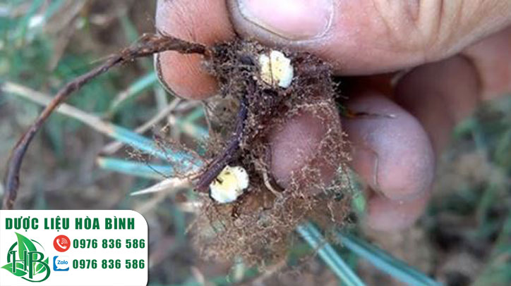 Những lưu ý quan trọng khi dùng cỏ gấu (hương phụ)