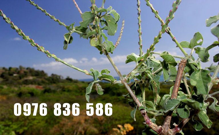 Đối tượng nào có thể sử dụng cây cỏ xước?
