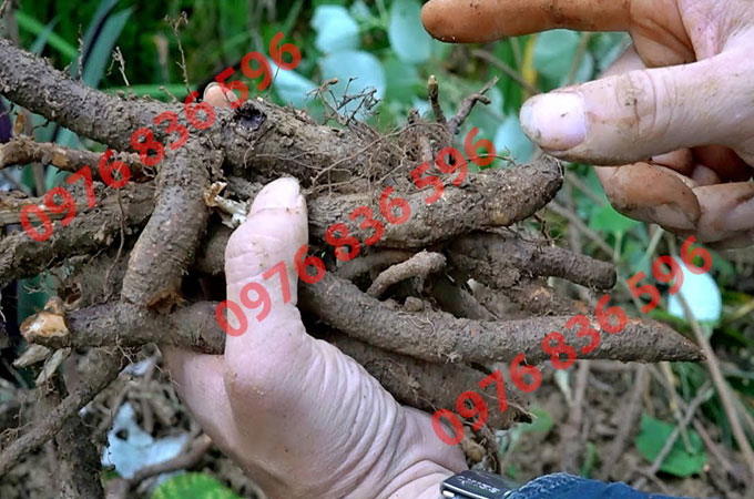 Tác hại khi dùng củ gai sai cách