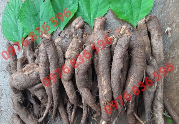 Những ai không nên uống củ gai?