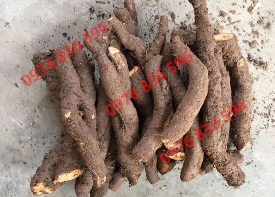 Cách uống nước củ gai cho bà bầu
