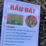 TÁC DỤNG CỦA CÂY BẦU ĐẤT TÍM – DƯỢC LIỆU QUÝ CHO SỨC KHỎE HIỆN ĐẠI