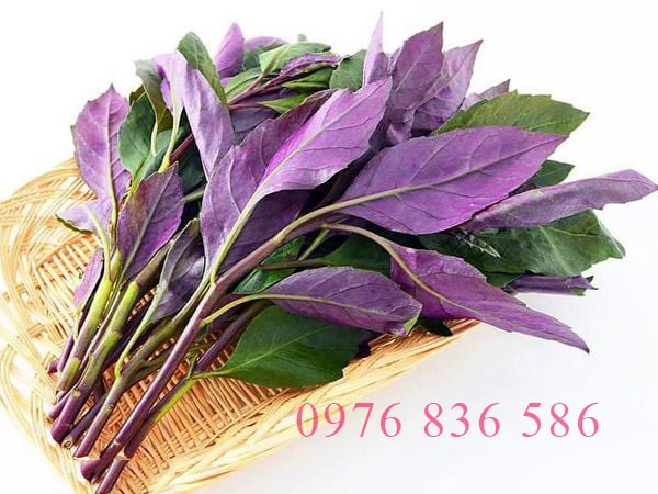 Cây bầu đất tím