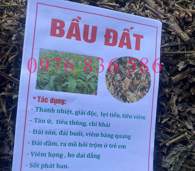 Cây bầu đất