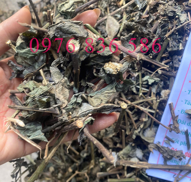 Tác dụng cây bầu đất